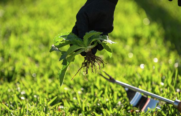 Weeding your Garden