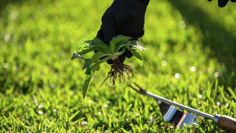Weeding your Garden